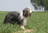 BEARDED COLLIE 250